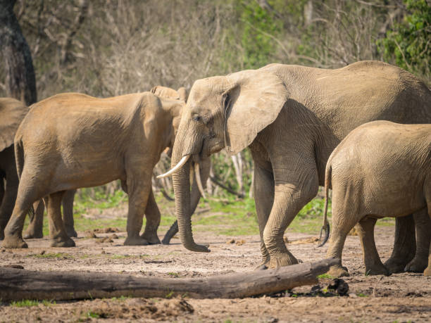istock African bush elephants in Murchinson Falls National Park 1439753444