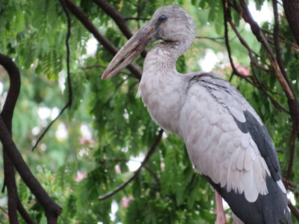 istock Thailand. Stork in citypark. Before COVID-19 1439753586