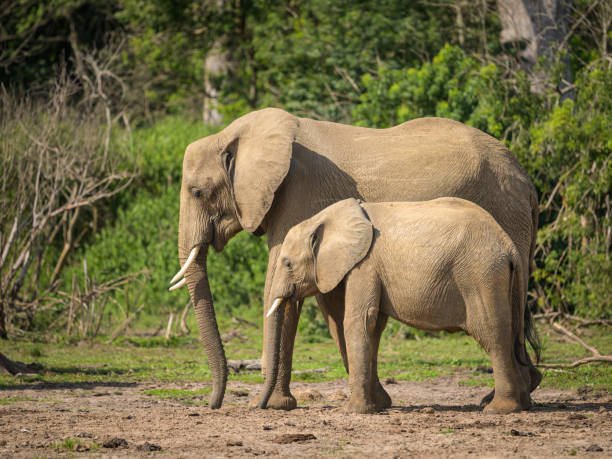 istock African bush elephants in Murchinson Falls National Park 1439753661