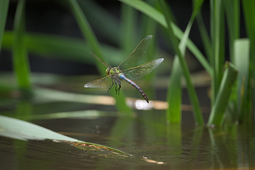 An emperor dragonfly (Anax imperator) flying over water, sunny day in springtime, Vienna (Austria)