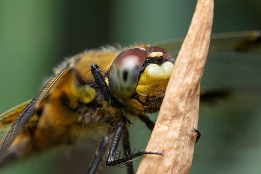 Portrait of a four spotted chaser (Libellula quadrimaculata) sitting on a plant