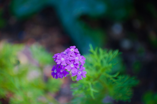 Orlando, FL, USA, May 7 2022: close up, bunch of Slender Vervain flowers in butterfly garden, in Hurry P. Leu Gardens