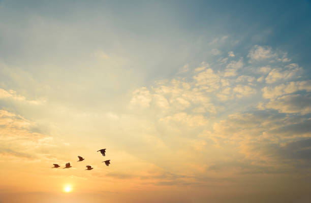 istock birds flying silhouette on sky sunset background 1439755523