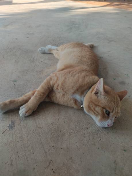 istock Orange Cat sleep at afternoon 1439756417