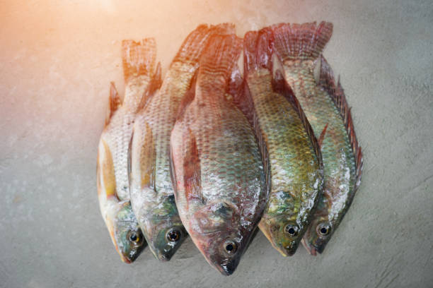 peixe-tilápia do nilo cru - oreochromis niloticus - fotografias e filmes do acervo