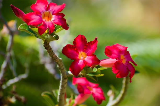 Red Flowers Blooming on the Jatropha Tree