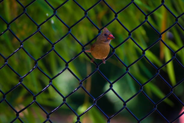 istock A Cardinal Bird Perches on the Fence 1439757149