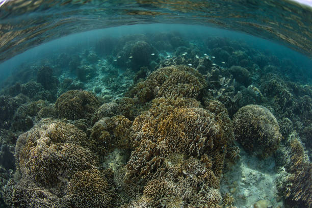 istock Beautiful Coral Reef in Komodo National Park 1439759618