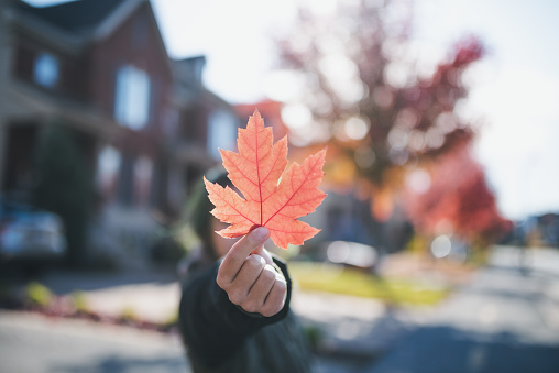 Young Girl Holding Red Maple Leaf in a Canadian town