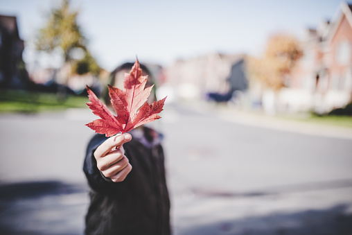Woman Hand Holding Red Maple Leaf in a Canadian park