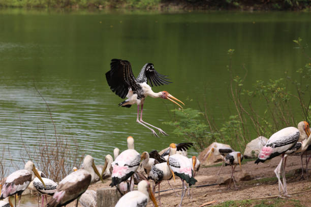 The Painted Stork bird (Mycteria leucocephala) is fly and landing in group