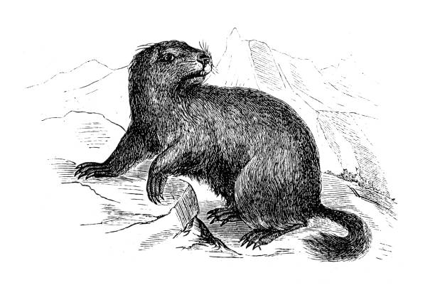 Alpine Marmot (Marmota Marmota) Alpine Marmot (Marmota Marmota) alpine marmot (marmota marmota) stock illustrations