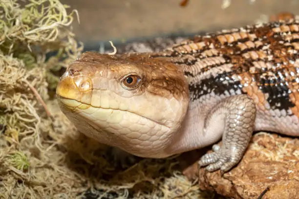 Lizard blue-tongued skink. Tiliqua scincoides.