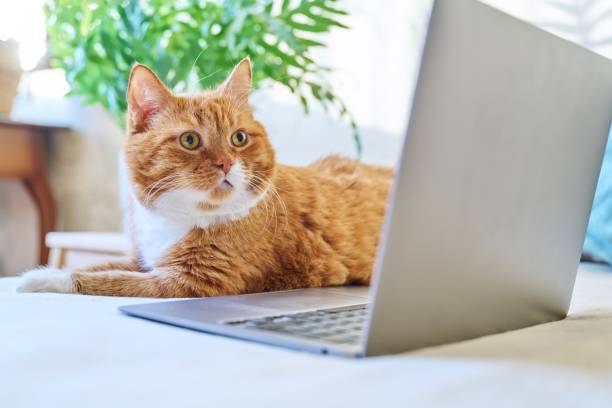 istock Serious focused ginger cat lying at home with laptop 1439764542