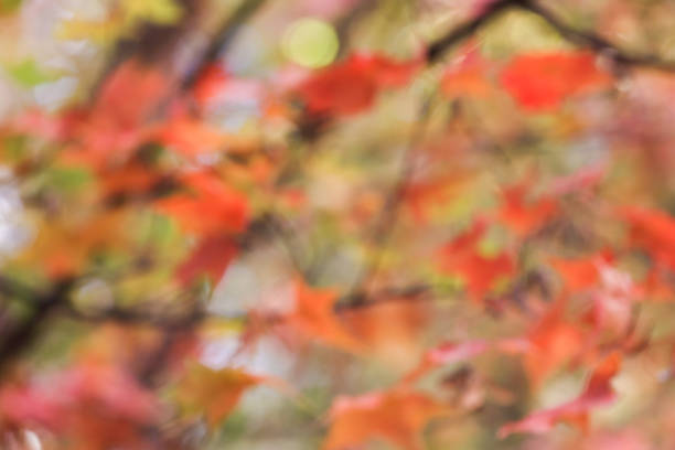 istock Autumn lush foliage maple leaves background 1439764964