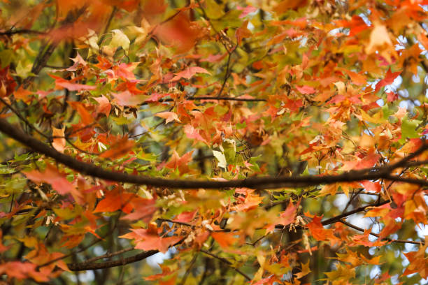 istock Autumn lush foliage maple leaves background 1439764972