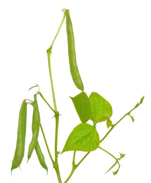 branch of phaseolus vulgaris, pod with leaves - green bean bean pod nobody imagens e fotografias de stock