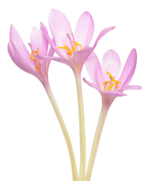 colchicum autumnale květiny - ocún-jesenní - stock snímky, obrázky a fotky