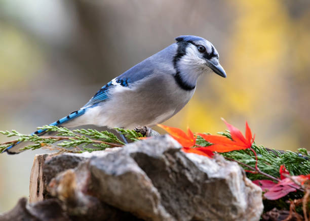 istock songbird in nature 1439765297