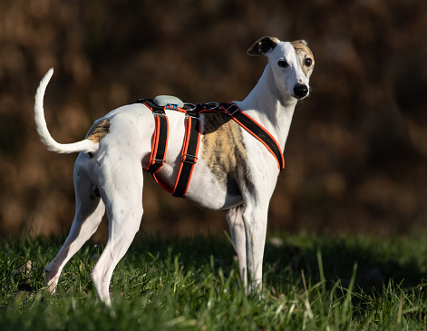 Beautiful white thoroughbred racing dog