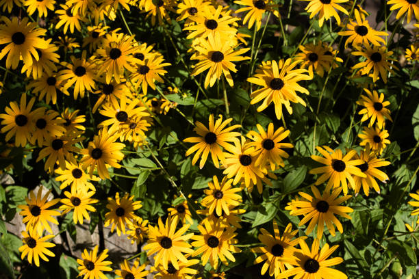 istock bouquet of yellow sunroot  flowers 1439767928