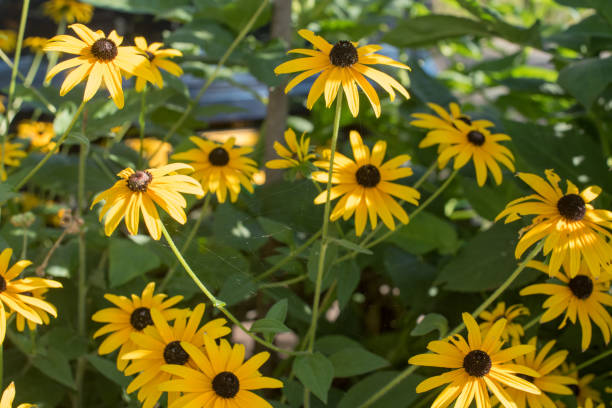 istock bouquet of yellow sunroot  flowers 1439767959
