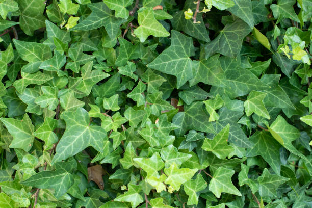 folhas verdes da hera - climbing ivy - fotografias e filmes do acervo