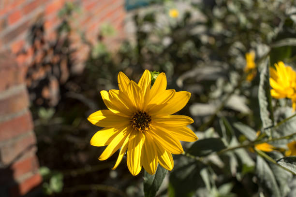 istock bouquet of yellow sunroot  flowers 1439768188
