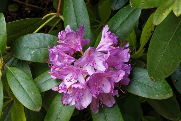 istock Azalea bush in full flower 1439769965