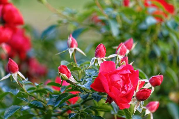 istock A flowering red rose bush in summer 1439769973