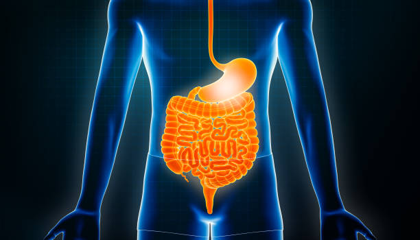 istock Intestinal tract 3D rendering illustration. Anterior or front view of the human digestive system or bowels. Stomach inflammation or infection, anatomy, medical, biology, science, healthcare concepts. 1439770239