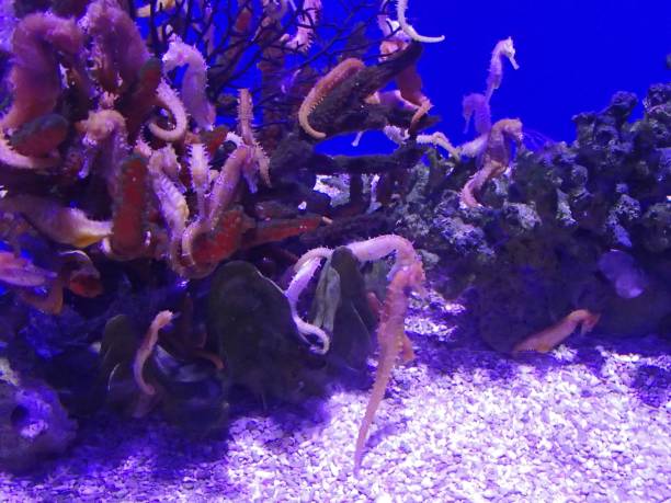 istock Purple seahorses under the sea 1439770340