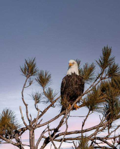 istock Closeup shot of the a eagle perching on a tree 1439770602
