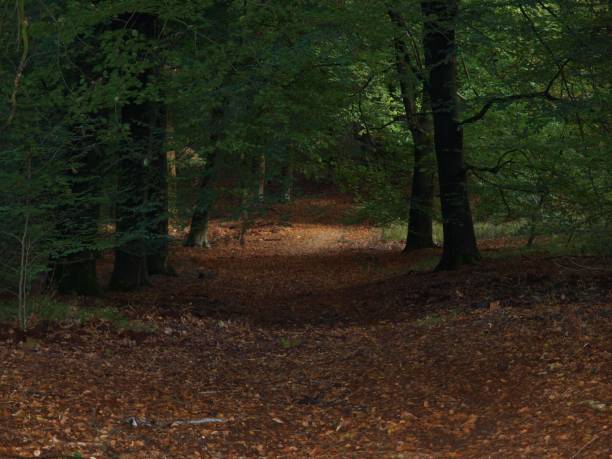 istock Beautiful forest with fallen leaves in autumn 1439770798