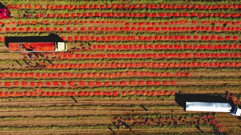 Farm workers hand picking Tomatoes and loading them onto a trailer, Aerial view