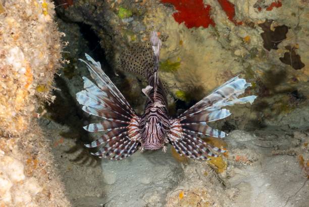 istock Red lionfish swimming around a reef 1439771324