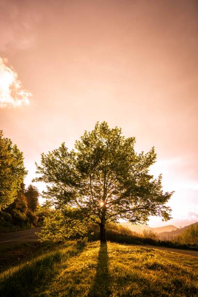 A vertical shot of a green tree on a field with sunlight peeking through the branches