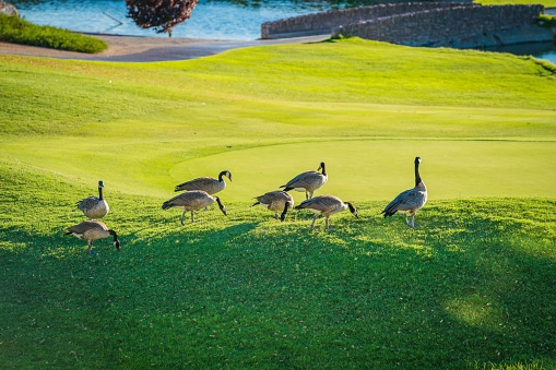 A group of ducks on a golf course