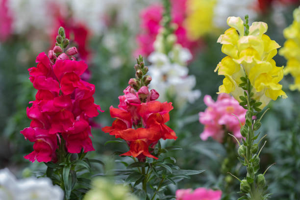 piękne kwiaty lwiej paszczy kwitnące w wiosenny dzień. antirrhinum majus - snapdragon zdjęcia i obrazy z banku zdjęć