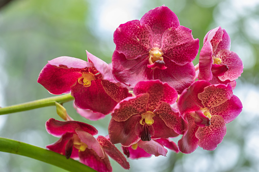 Bunch of Vanda orchid flower in natural garden