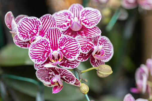 Orchid flower. Phalaenopsis Orchidaceae.