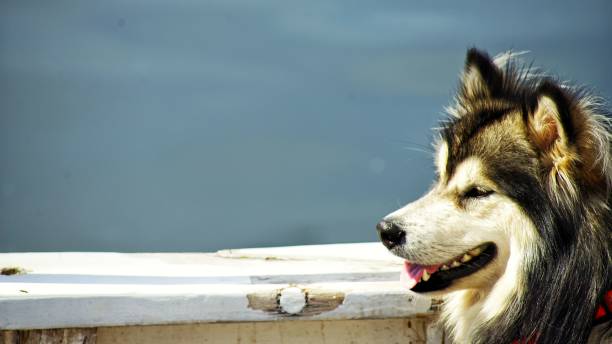 istock Closeup shot of a cute Alaskan Malamute 1439772021