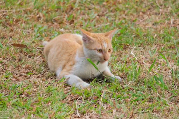 istock White cat with a light brown back and yellow eyes is sitting on the grass 1439772191
