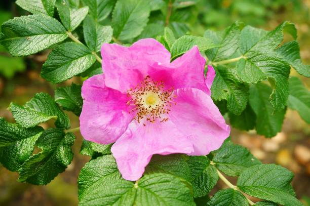 istock Closeup shot of a Rosa Nutkana flower blooming 1439772421