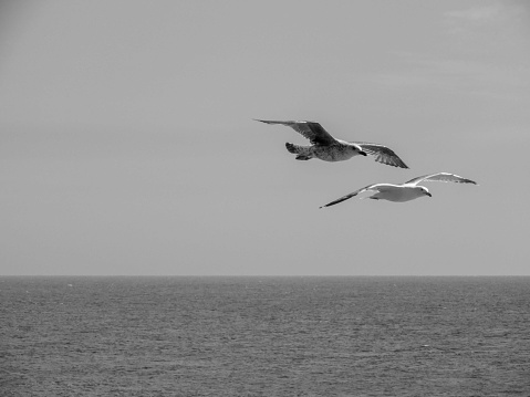 A grayscale shot of two booby birds flying on the sea