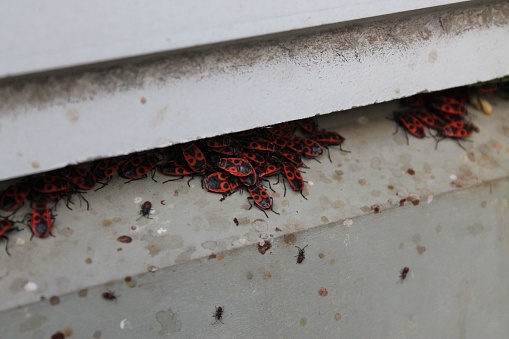 A close-up shot of many firebugs on a metallic surface