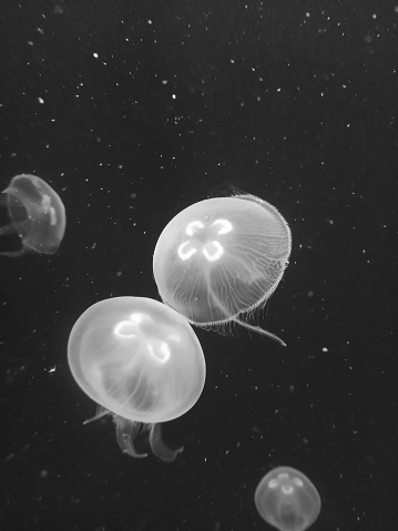 Underwater picture of Sea Jellyfish