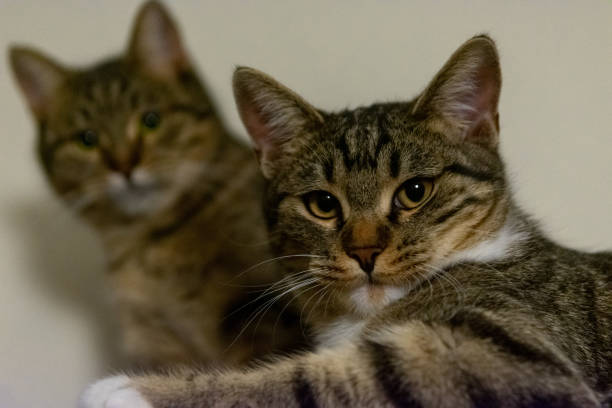 istock Selective focus shot of two domestic cats laying down by a white wall 1439772775