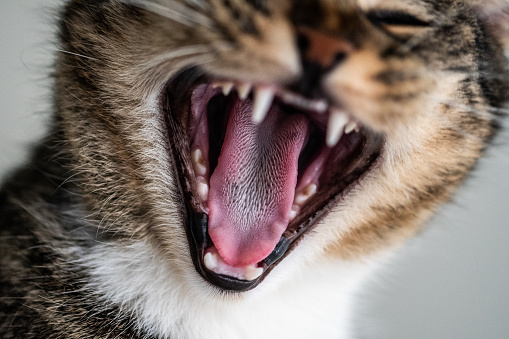 A closeup shot of a cute domestic kitten yawning and showing his teeth and tongue