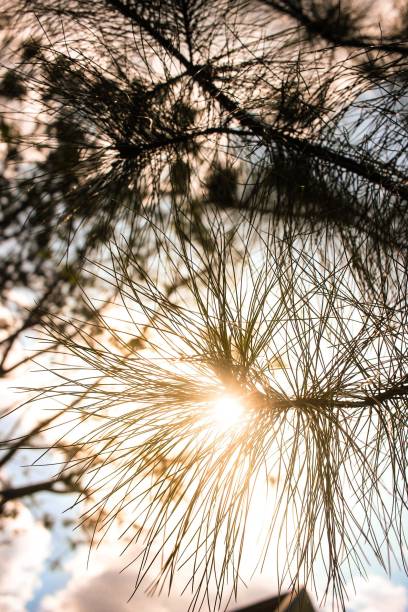 istock Vertical shot of pine leaves covered by sunlight 1439772865